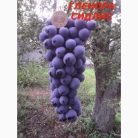 Черенки исаженцы кышмышных сортов винограда