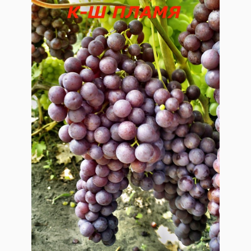 Фото 8. Черенки исаженцы кышмышных сортов винограда