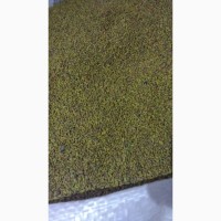 Семена козлятника-альтернатива люцерне 53 грн.фасовка 25 кг