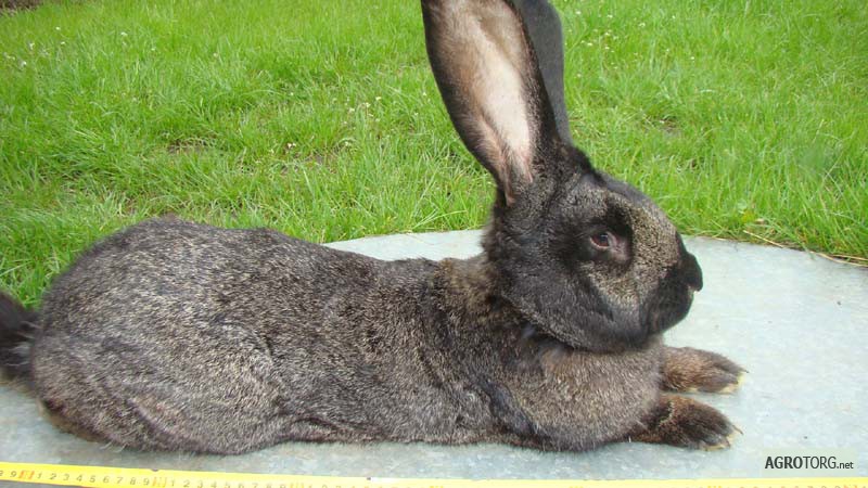 Фото 2. Продам кролика породы Фландр самец