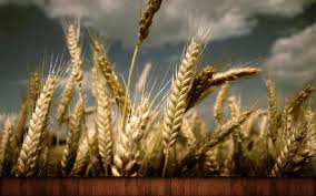 Фото 2. Куплю пшеницу