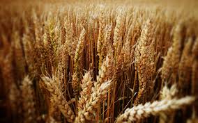 Фото 5. Куплю пшеницу