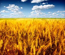 Фото 7. Куплю пшеницу