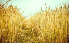 Фото 9. Куплю пшеницу