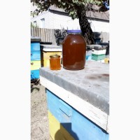 Продам мёд из кориандра