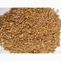 Продам пшеницу твёрдых сортов (Triticum durum)-45т