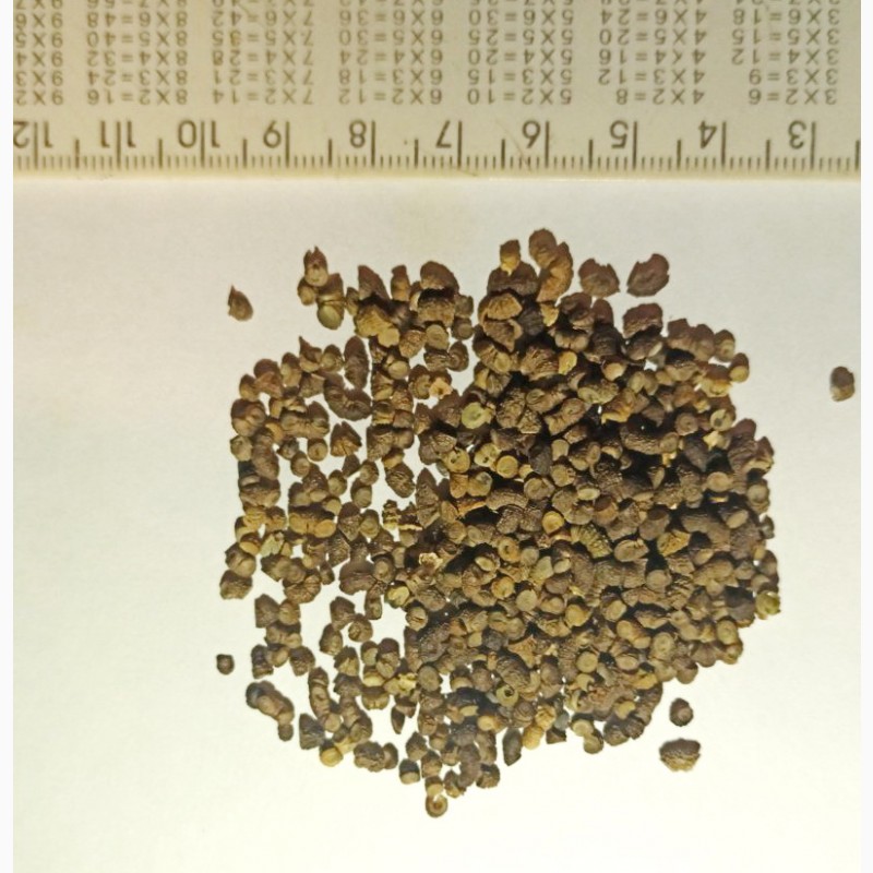 Фото 3. Продам насіння мальви лісової (Malva sylvestris L)