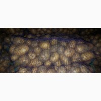 Продам картоплю Коломбо 40 тон