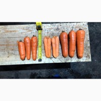 Продаж моркви