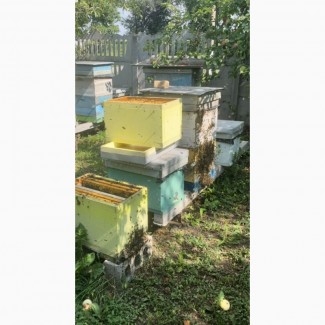 Продам бджолопакети, порода Карпатка та Карпатка акліматизована, Дніпропетровська обл