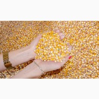 Продам кукурудзу 2000 тонн, Полтавська обл, Миргород