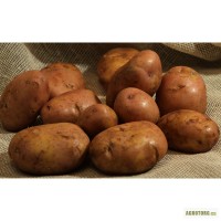 Рання насіннєва картопля сорт Серпанок