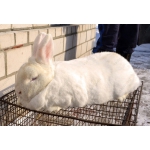 Продам кроликов Бельгийский Великан, Новозеландский Белый.
