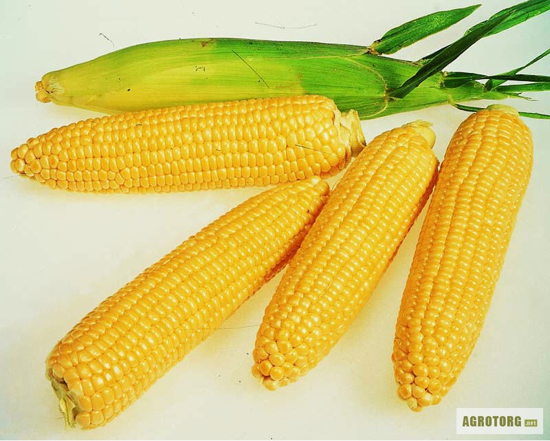 Семена кукурузы гибриды F-1,кукуруза.Недорого!