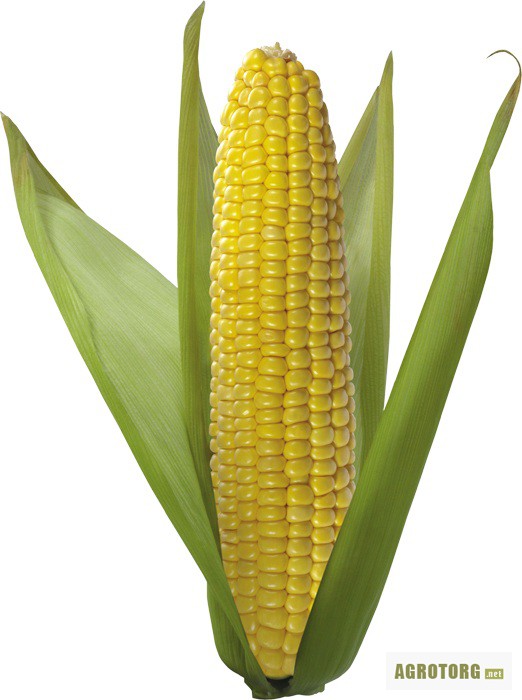 Фото 2. Семена кукурузы гибриды F-1,кукуруза.Недорого!