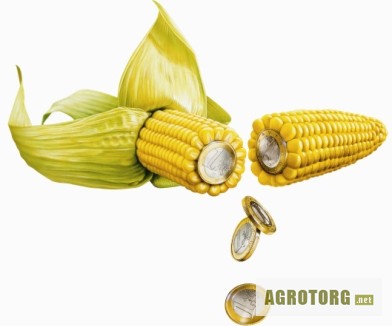 Фото 3. Семена кукурузы гибриды F-1,кукуруза.Недорого!