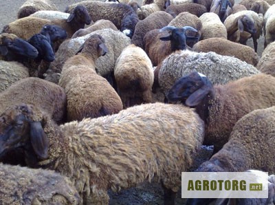 Фото 2. Продам срочно и недорого овец разных пород