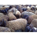 Продам срочно и недорого овец разных пород