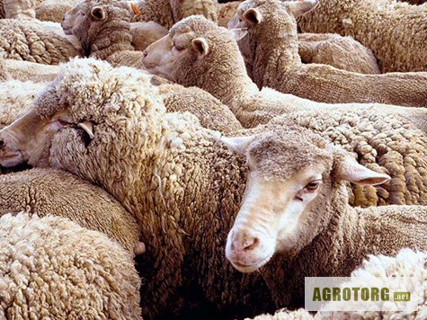 Фото 3. Продам срочно и недорого овец разных пород