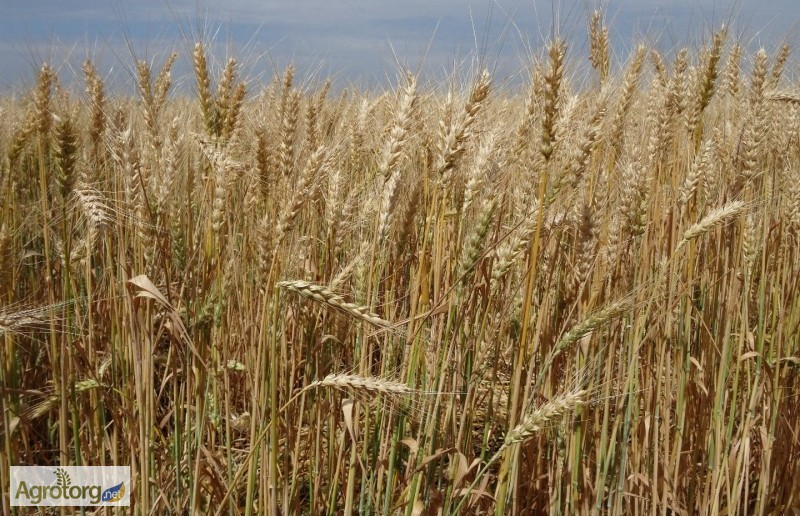 Семена озимой пшеницы - Мирлена (элита)
