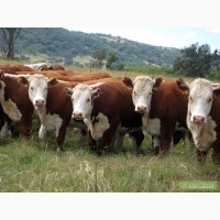 Продам коров быков и телят оптом