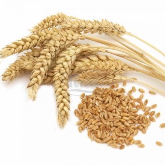 Закупаем 2-3 кл пшеницы