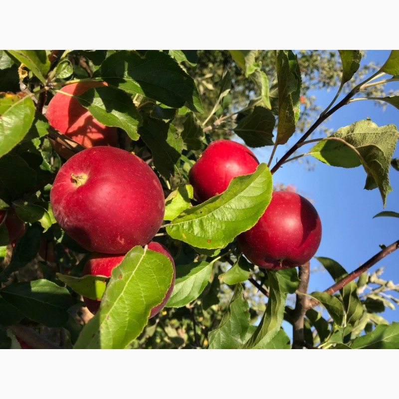 Фото 3. Продам яблука зі свого саду!!Урожай 2021 року