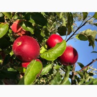 Продам яблука зі свого саду!!Урожай 2021 року