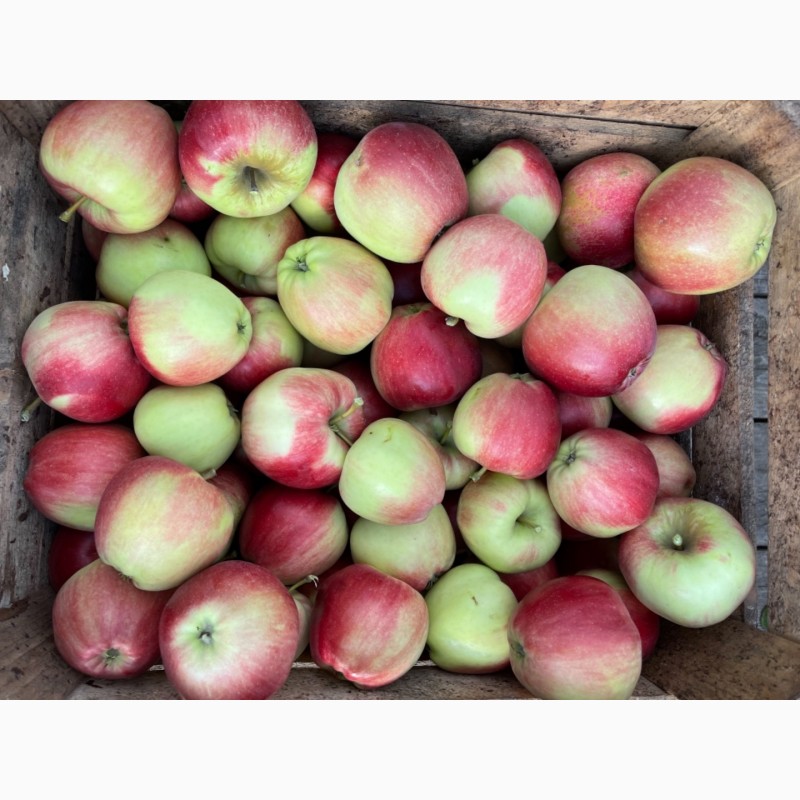 Фото 4. Продам яблука зі свого саду!!Урожай 2021 року