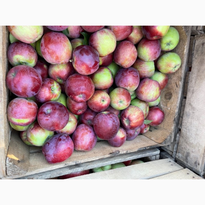 Фото 5. Продам яблука зі свого саду!!Урожай 2021 року