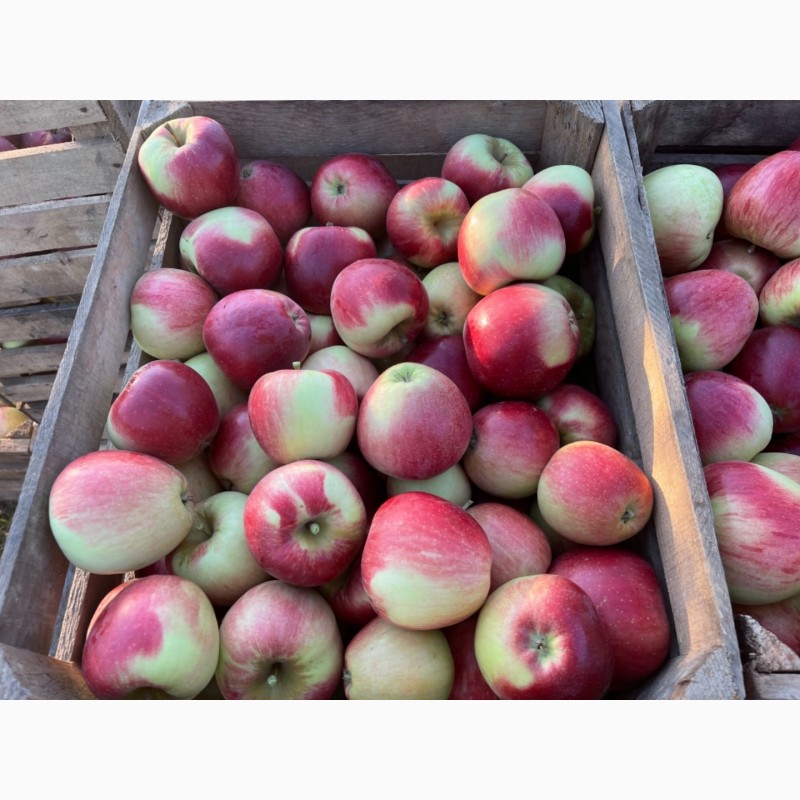 Фото 6. Продам яблука зі свого саду!!Урожай 2021 року