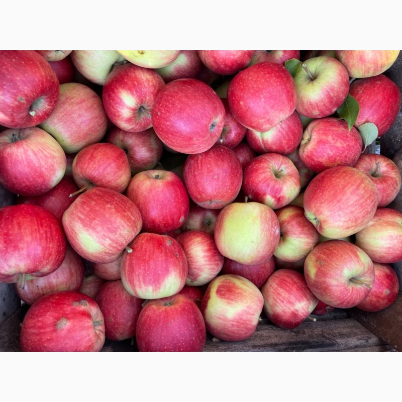 Фото 7. Продам яблука зі свого саду!!Урожай 2021 року
