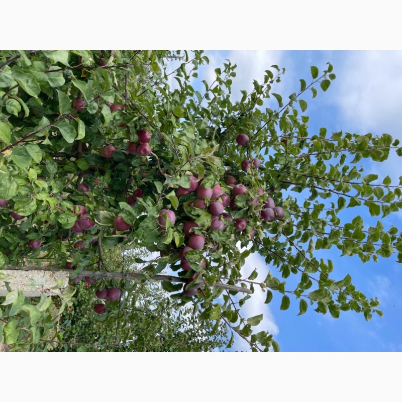 Фото 8. Продам яблука зі свого саду!!Урожай 2021 року