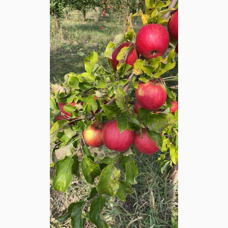Фото 9. Продам яблука зі свого саду!!Урожай 2021 року