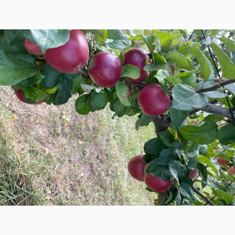 Фото 10. Продам яблука зі свого саду!!Урожай 2021 року