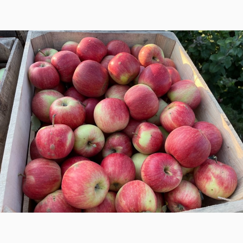 Фото 11. Продам яблука зі свого саду!!Урожай 2021 року