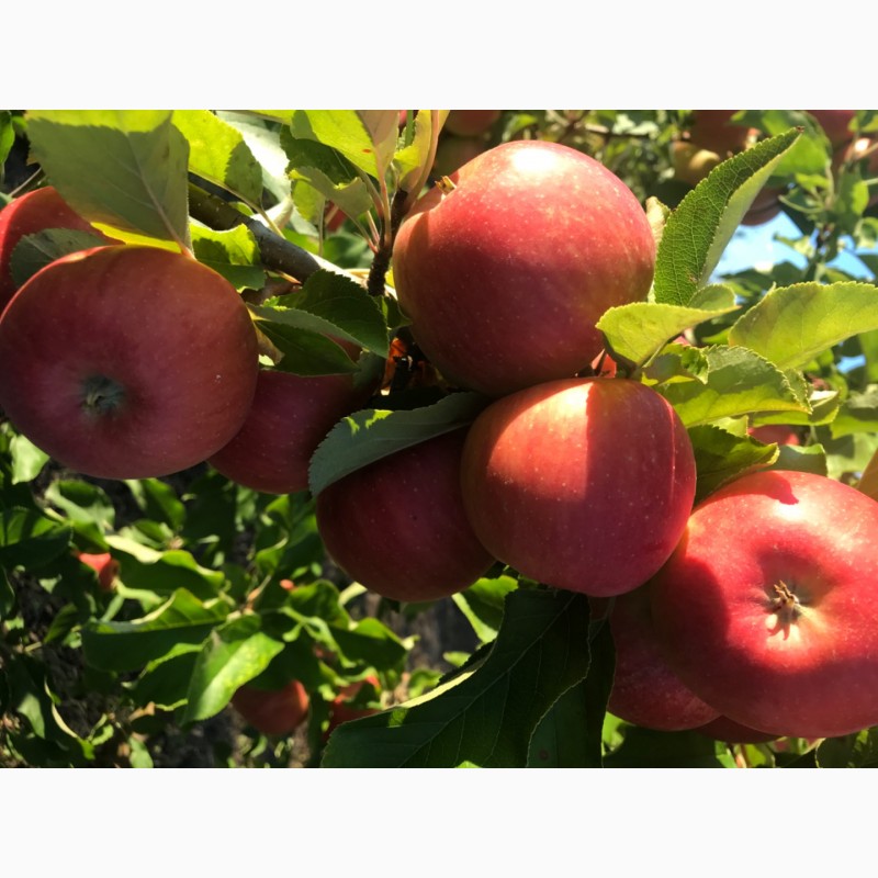 Фото 2. Продам яблука зі свого саду!!Урожай 2021 року