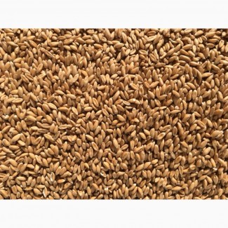 Пшениця для виготовлення борошна та крупи (зерно в мішках по 25 кг.)