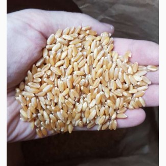 Семена пшеницы CHICAGO твердый озимый канадский трансгенный сорт (элита)