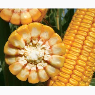 Акційна ціна на насіння кукурудзи ЛГ 30352