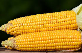 Фото 2. Закупівля кукурудзи