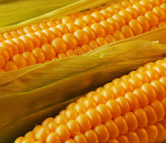 Фото 3. Закупівля кукурудзи