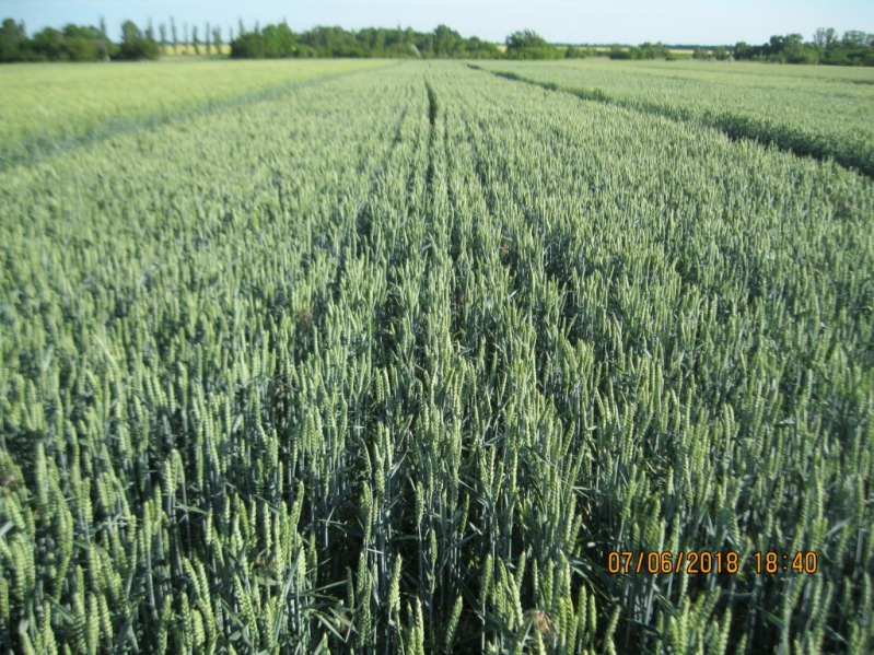 Фото 3. Високоякісна озима пшениця Понтікус (Штрубе, Німеччина) для харчової промисловості