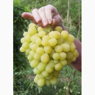 Продам виноград столовых сортов оптом 10грн-1кг