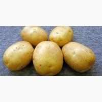 Продам картоплю різних сортів