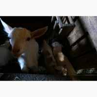 Продам дойные козы и козочки