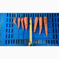 Морква на переробку