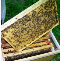 Продам бджолопакети