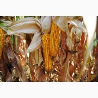 Семена кукурузы Оржица 237 МВ (ФАО 230)