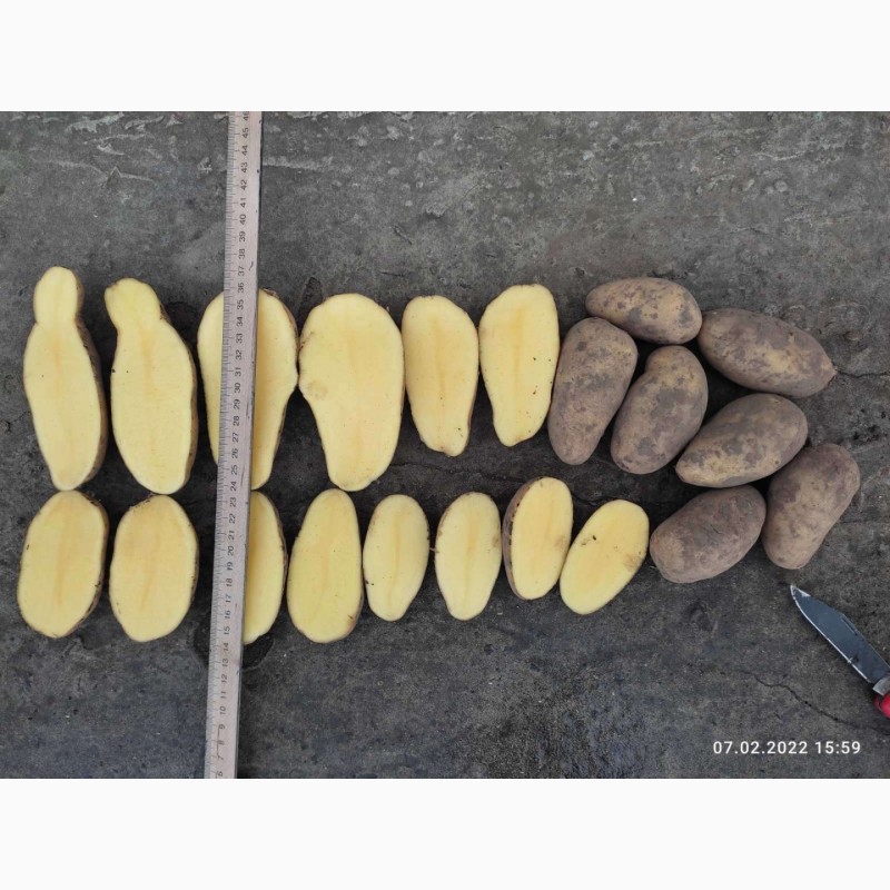 Фото 2. Продам картоплю гранада